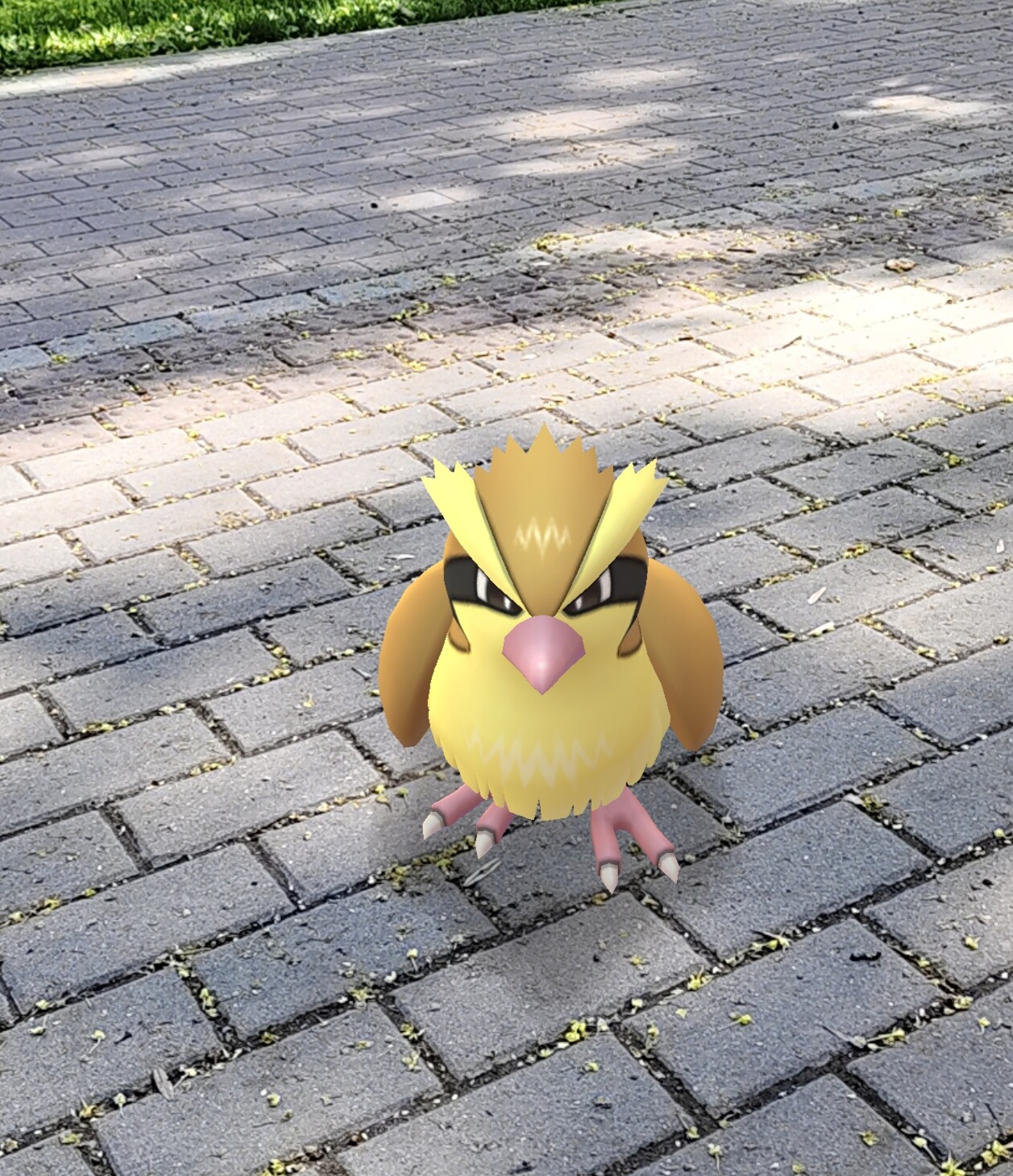 Pidgey v Pokémon GO